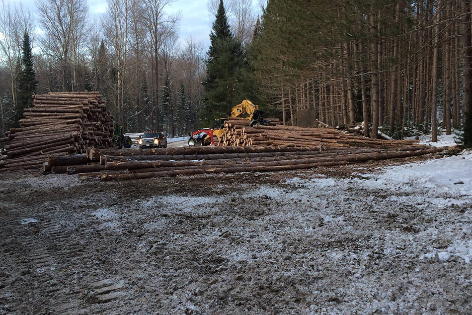Stacked premium bush cords of seasoned hardwood firewood ready for delivery