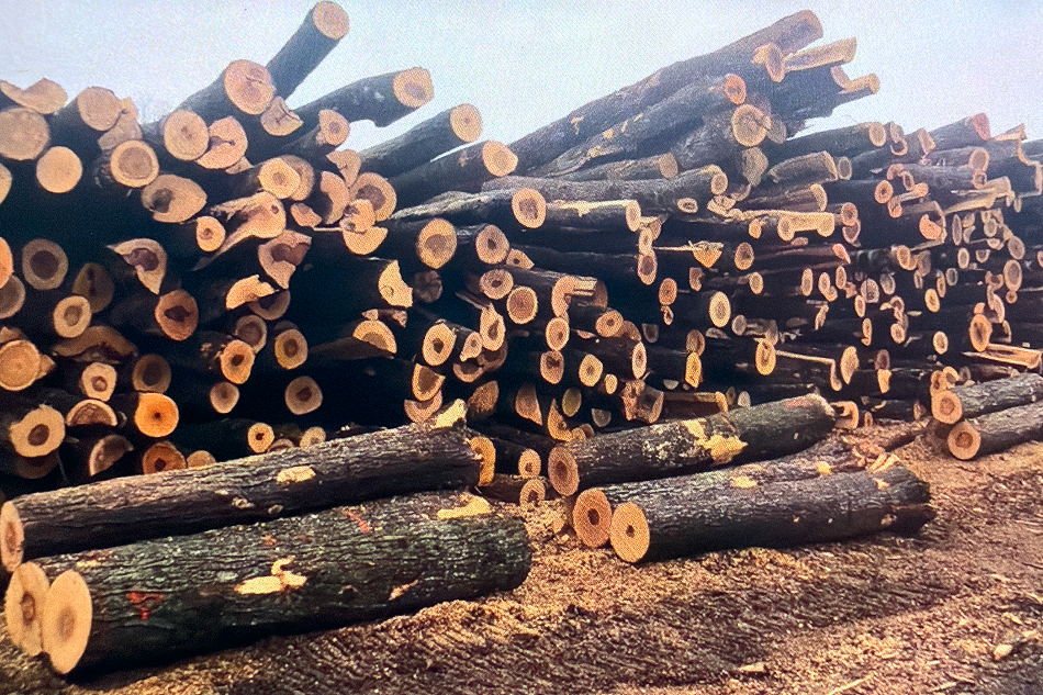 Firewood by the cord in Barrie, Orillia, Midland, Gravenhurst, Bracebridge, Huntsville, Collingwood, Wasaga Beach, Innisfil