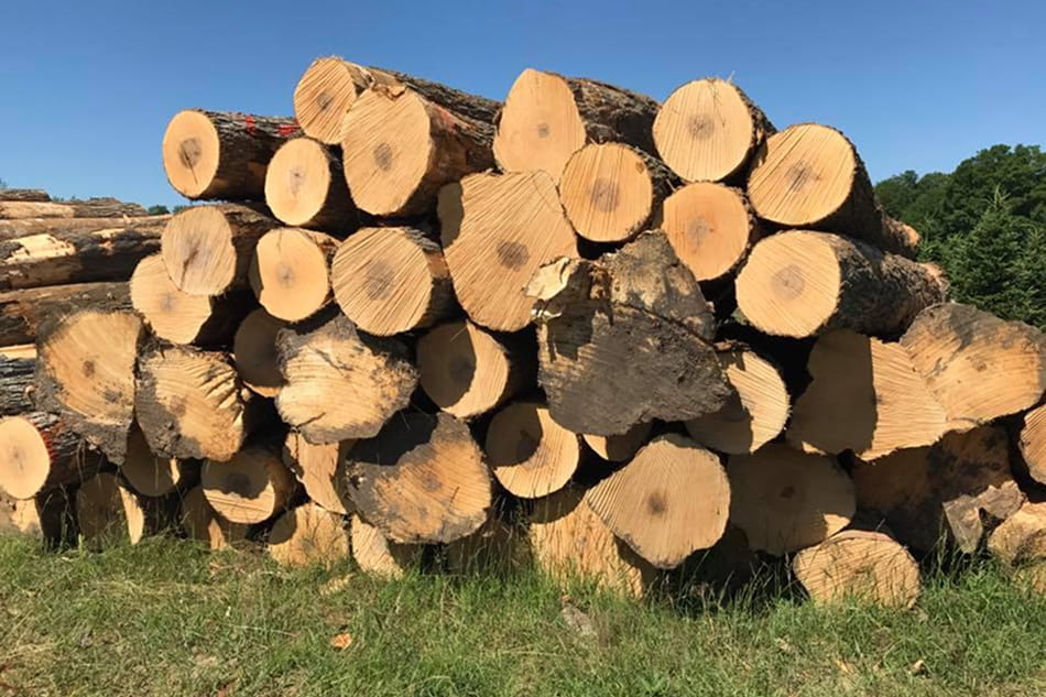 Professional tracking harvester executing precision felling to protect remaining forest growth