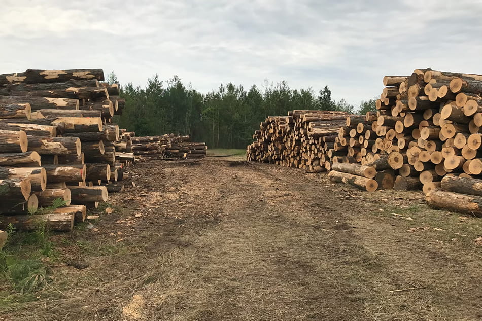 Private woodlot assessment for standing timber sales in Central Ontario