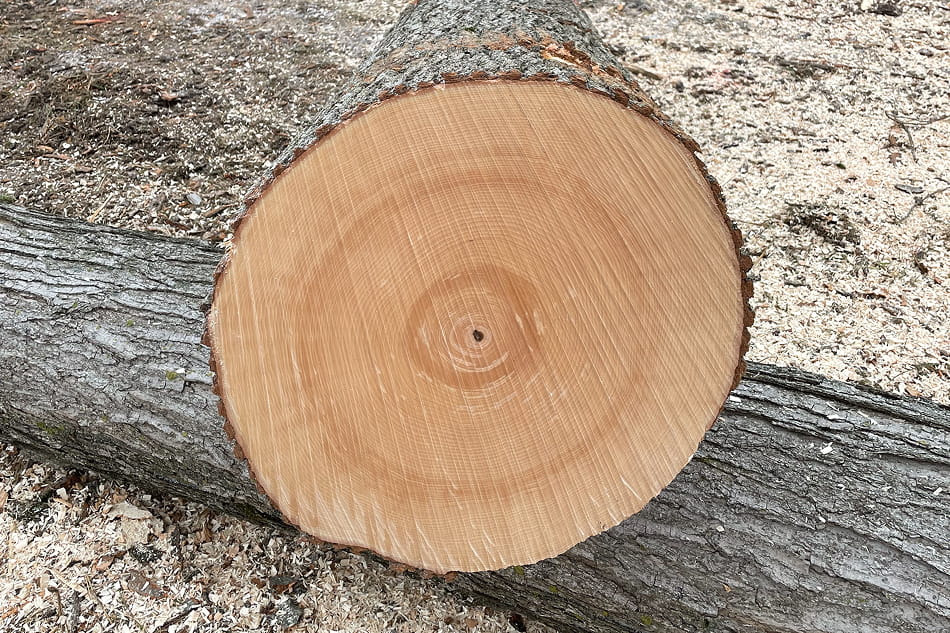 Selective logging evaluation of mature hardwood trees for maximum market value